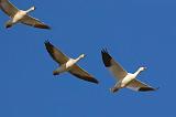 Snow Geese In Flight_72665